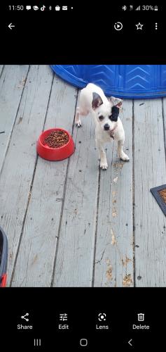 Lost Male Dog last seen Near shopper's world, Cleveland, OH 44102