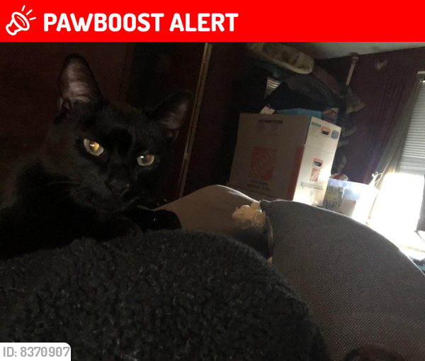 Lost Male Cat last seen Summernight terrace and sawyer , Colorado Springs, CO 80909