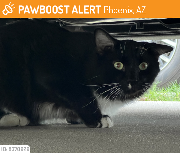 Found/Stray Unknown Cat last seen 7th Street and Glendale Avenue , Phoenix, AZ 85020
