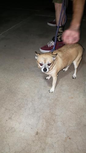 Found/Stray Male Dog last seen Alameda and Rural Tempe AZ, Tempe, AZ 85282