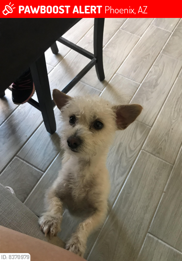 Lost Male Dog last seen Neighborhood next to the circle k at.83rd ave and thomas, Phoenix, AZ 85037