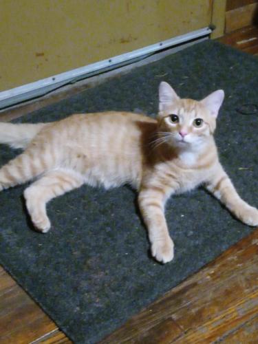 Lost Male Cat last seen Bell Street or Spring Mill Street Mansfield Ohio, Mansfield, OH 44903