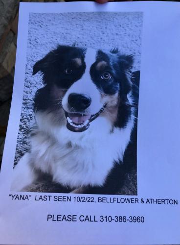 Lost Female Dog last seen Last seen on Bixby Village Drive, And near the Vet hosp in Long Beach, CA, Long Beach, CA 90803