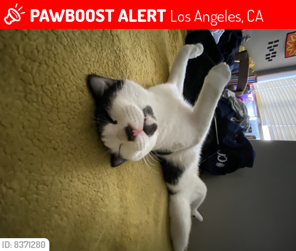 Lost Male Cat last seen Near toland way, Los Angeles, CA 90041