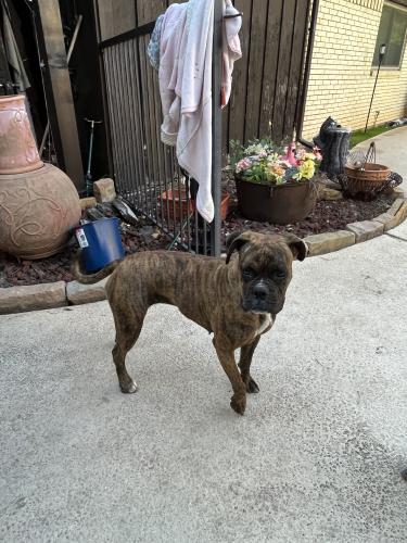 Found/Stray Female Dog last seen Handley drive, Fort Worth, TX 76112