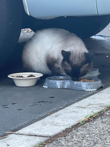 Found/Stray Male Cat last seen Hazard and Hoover , Westminster, CA 92683