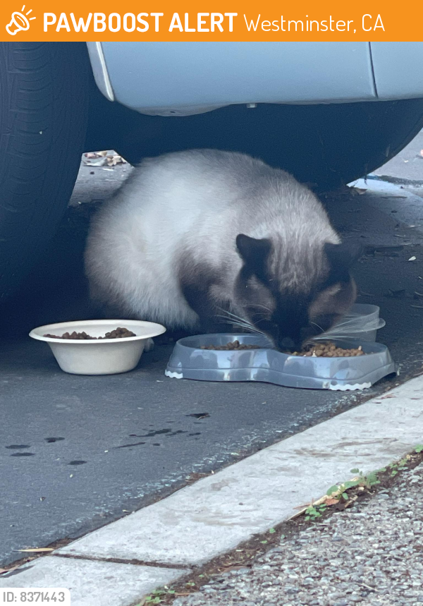 Found/Stray Male Cat last seen Hazard and Hoover , Westminster, CA 92683