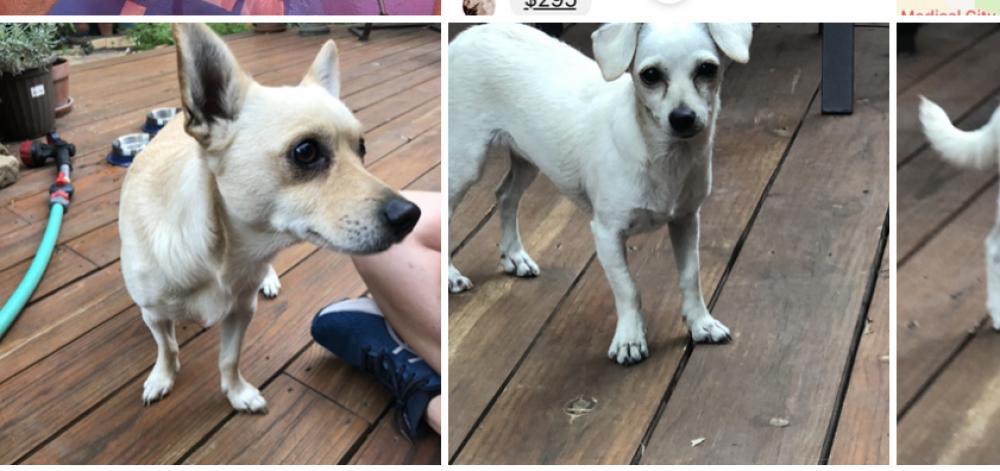 Reunited Unknown Dog last seen Fielder and bluebonnet trail 76013, Arlington, TX 76013