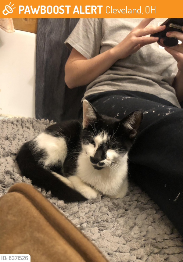 Found/Stray Unknown Cat last seen Memphis and Fulton, Cleveland, OH 44144