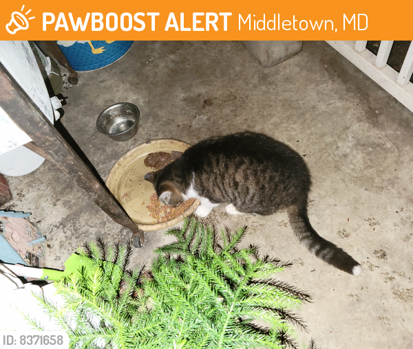 Found/Stray Unknown Cat last seen Middletown , Middletown, MD 21769
