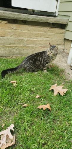 Lost Male Cat last seen East Sprague Rd. near 77 underpass, Broadview Heights, OH 44131