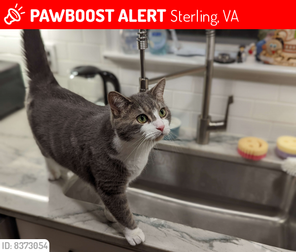 Lost Male Cat last seen Near Seneca Ridge Dr. Sterling VA 20164, Sterling, VA 20164