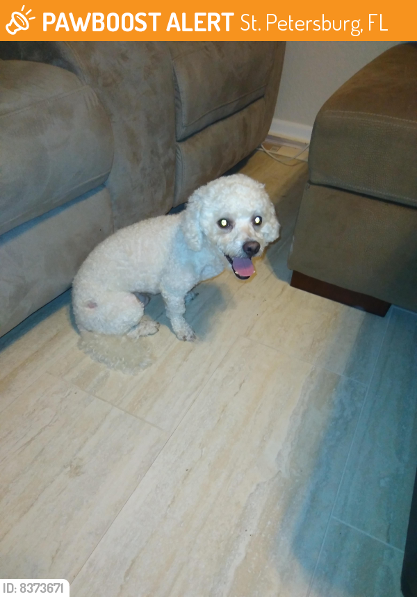 Found Stray Male Dog In St Petersburg FL 33712 ID 8373671 PawBoost