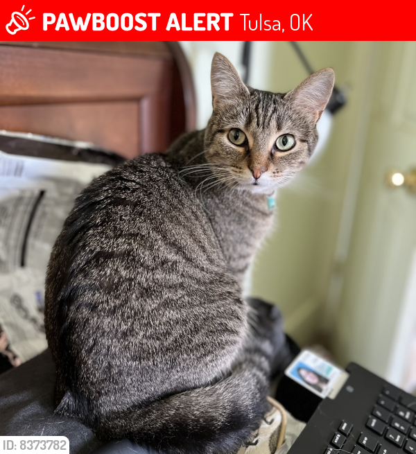 Lost Female Cat last seen Motel 6 on S 79th East Avenue in Tulsa, OK 74145, Tulsa, OK 74145