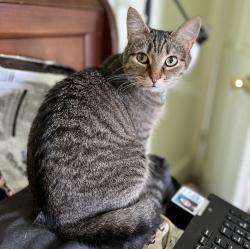 Lost Female Cat last seen Motel 6 on S 79th East Avenue in Tulsa, OK 74145, Tulsa, OK 74145