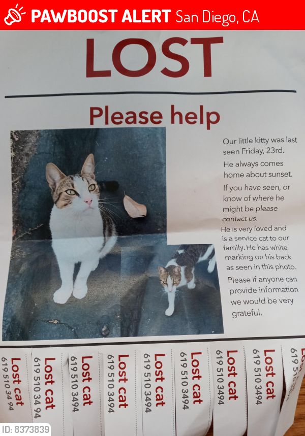 Lost Male Cat last seen Nimitz, San Diego, CA 92107