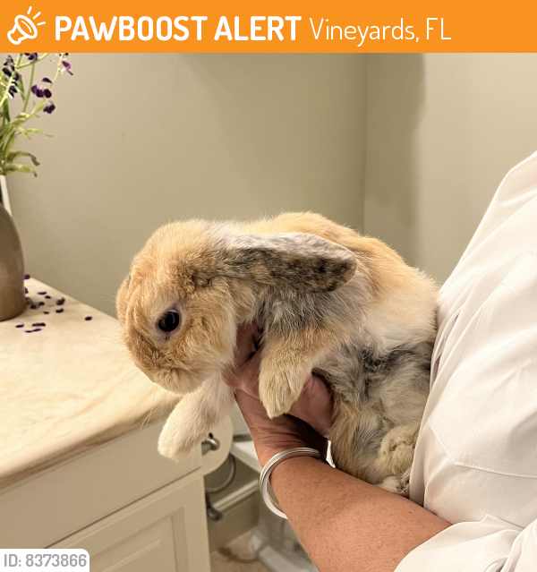 Found/Stray Unknown Rabbit last seen Vineyards Blvd & Vanderbilt Beach Rd, Vineyards, FL 34109