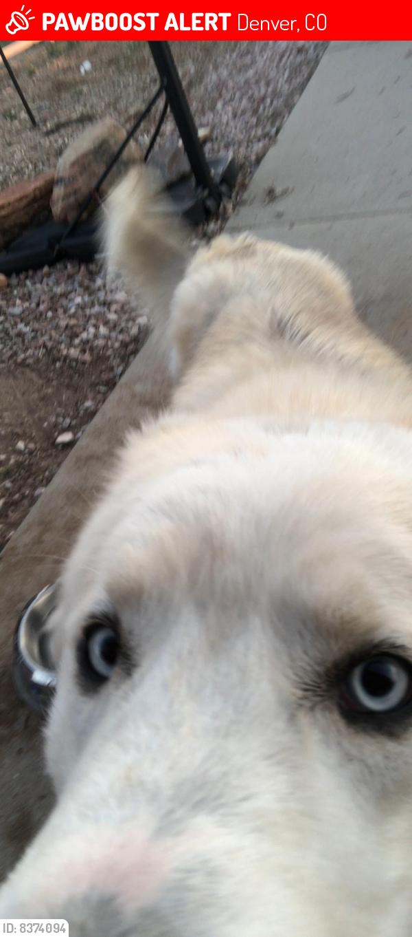 Lost Male Dog in Denver, CO 80211 Named Silverio (ID 8374094) PawBoost