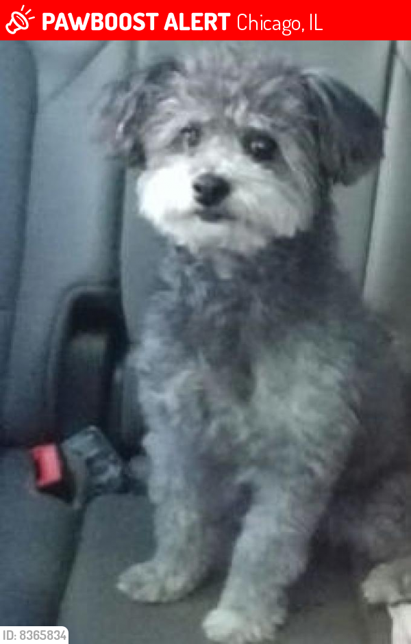 Lost Male Dog last seen Near West 112th Place, Chicago, IL , Chicago, IL 60643