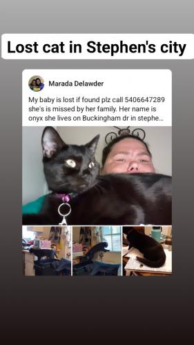 Lost Female Cat last seen BUCKINGAM DR STEPHNS CITY VA , Stephens City, VA 22655