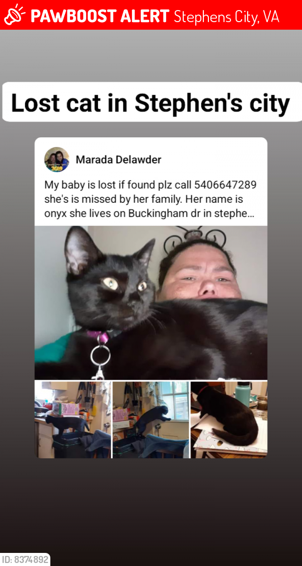 Lost Female Cat last seen BUCKINGAM DR STEPHNS CITY VA , Stephens City, VA 22655