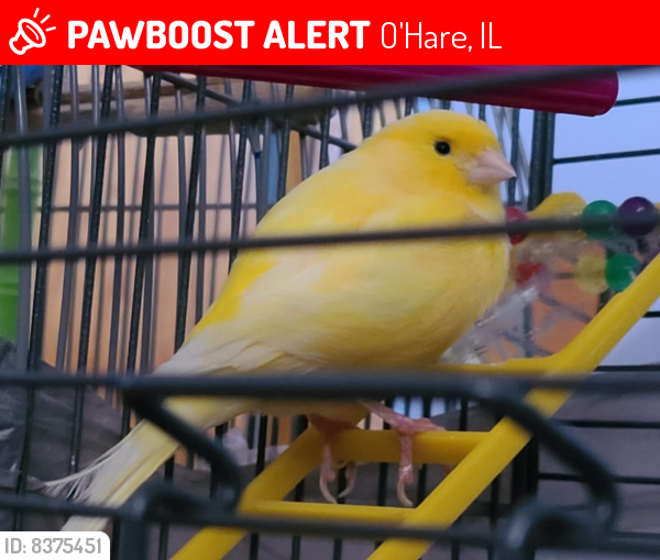 Lost Male Bird last seen Lawrence & East River Rd, O'Hare, IL 60706