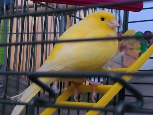 Lost Male Bird last seen Lawrence & East River Rd, O'Hare, IL 60706