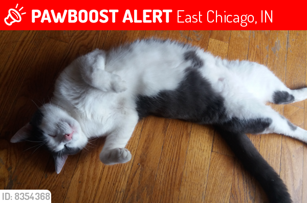 Lost Male Cat last seen St. Catherine hosp, East Chicago, IN 46312