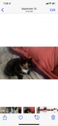 Lost Female Cat last seen Spring Run/Alesheba, Midlothian, VA 23112