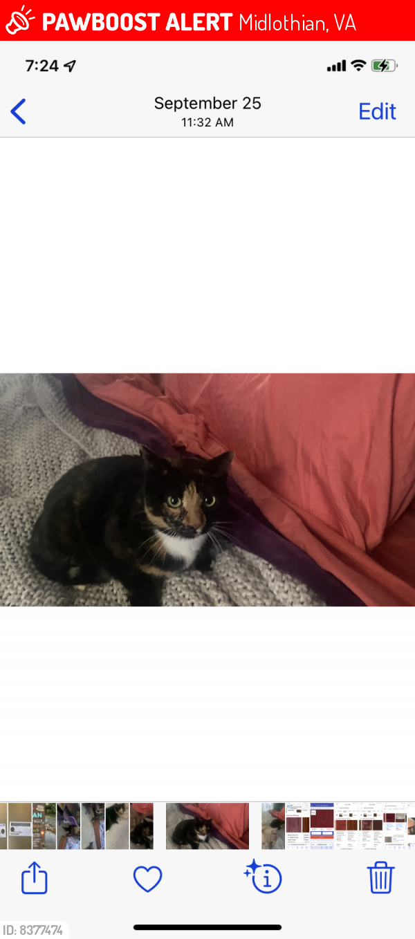 Lost Female Cat last seen Spring Run/Alesheba, Midlothian, VA 23112