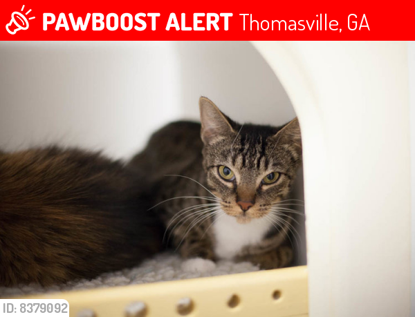 Lost Female Cat last seen Pine Tree Blvd , Thomasville, GA 31792