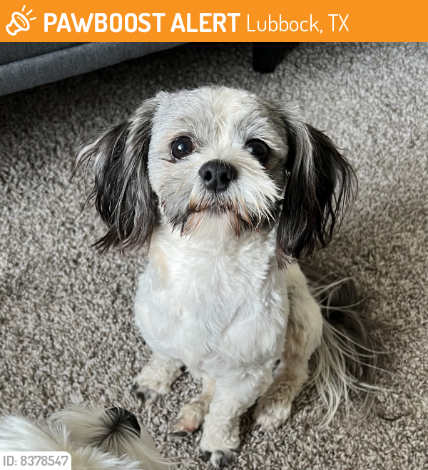 Found/Stray Male Dog last seen Between 117th street and 118th street and Englewood in Stonewood ests near 114th and Frankford, Lubbock, TX 79424