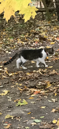 Lost Male Cat last seen Lantern Rd & Sargent Rd, Indianapolis, IN 46256
