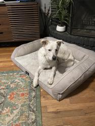 Reunited Female Dog last seen Robinwood Dr, Fort Worth, TX 76111, USA, Fort Worth, TX 76111