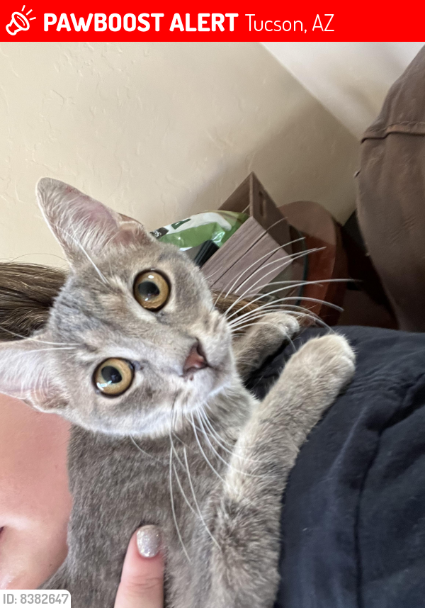Lost Female Cat last seen Coachline and Silverbell, Tucson, AZ 85743