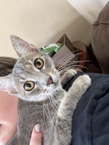Lost Female Cat last seen Coachline and Silverbell, Tucson, AZ 85743