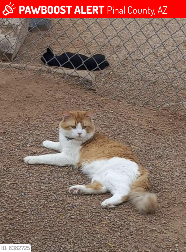 Lost Male Cat last seen Near Mile Corner, Pinal County, AZ 85231