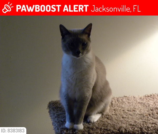 Lost Male Cat last seen Near Puskita Trl, Jacksonville, FL 32218