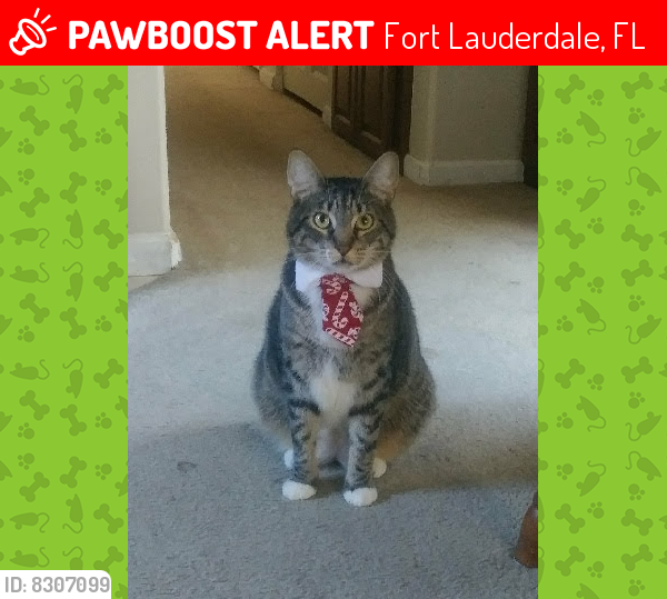 Lost Male Cat last seen Extended stay America fort Lauderdale , Fort Lauderdale, FL 33309