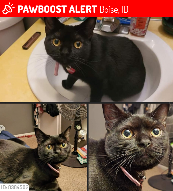 Lost Female Cat last seen Broadway & Linden in Boise, Boise, ID 83706