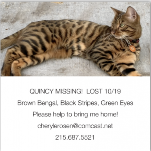 Lost Male Cat last seen Maple Acres Farm Area, Plymouth Meeting, PA 19462