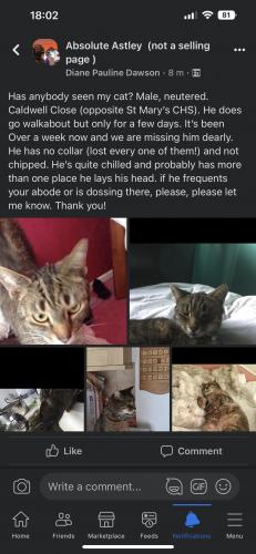 Lost Male Cat last seen St Mary’s CHS, Astley, Astley, England M29