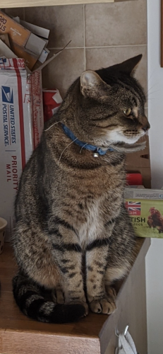 Lost Male Cat last seen St Mary’s CHS, Astley, Astley, England M29