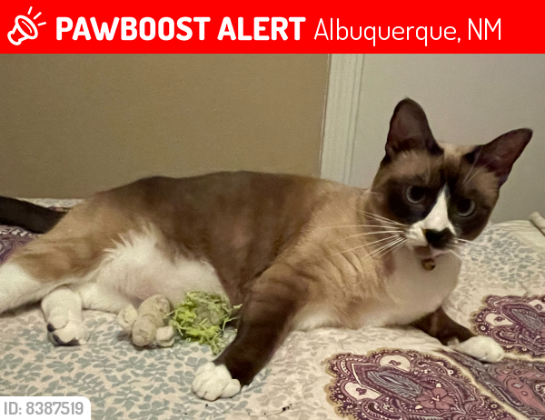 Lost Female Cat last seen 90th and Bluewater NW, Albuquerque, NM 87121