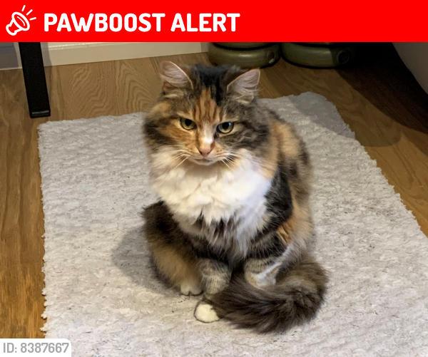 Lost Female Cat last seen Morpeth Crescent, Houghton Regis, Anglia 