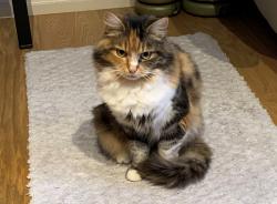 Lost Female Cat last seen Morpeth Crescent, Houghton Regis, Anglia 