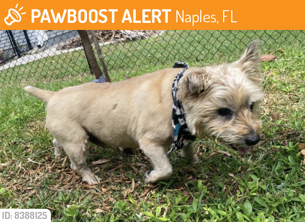 Found/Stray Male Dog last seen Near Old Tamiami Trail, Naples, FL 34110