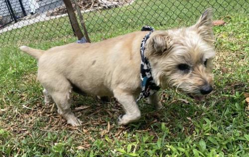 Found/Stray Male Dog last seen Near Old Tamiami Trail, Naples, FL 34110