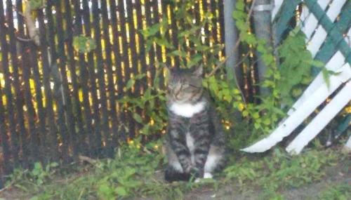 Lost Male Cat last seen Heatherwood apmt Complex next door to the Suffolk County Police 5th Precinct Police Station , Patchogue, NY 11772