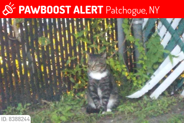 Lost Male Cat last seen Heatherwood apmt Complex next door to the Suffolk County Police 5th Precinct Police Station , Patchogue, NY 11772